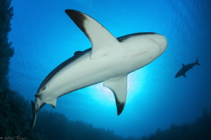 2 Caribbean reef sharks by Mathieu Foulquié 